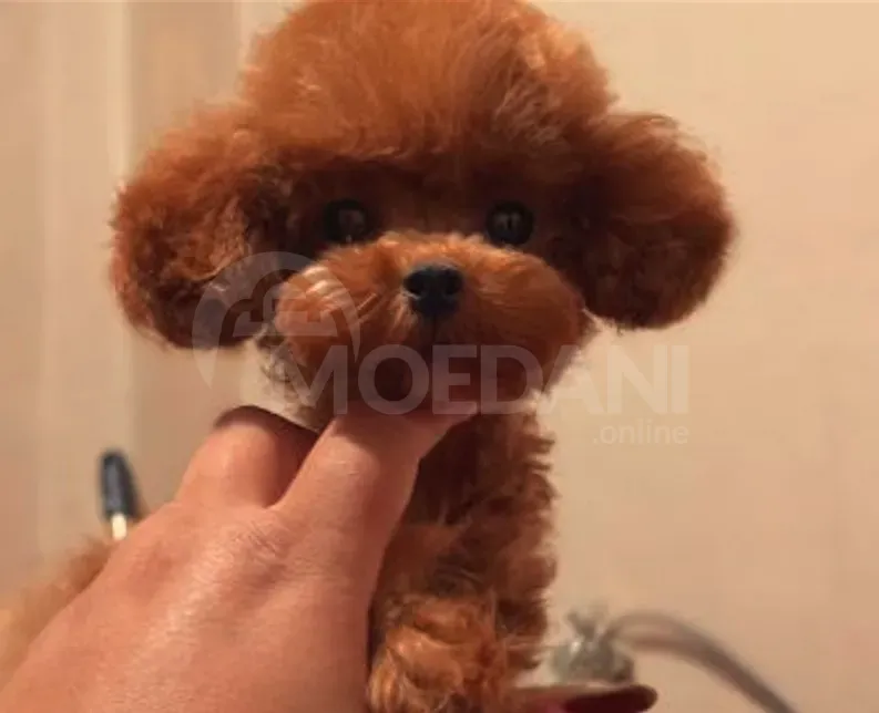 Toy poodle puppy for sale Tbilisi - photo 1