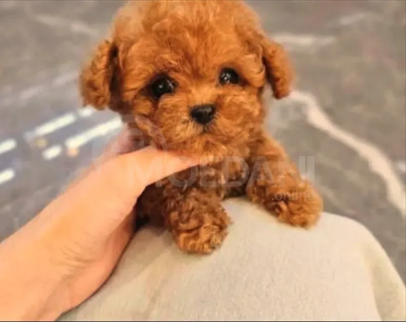 Პუდელი თოი თბილისი - photo 2