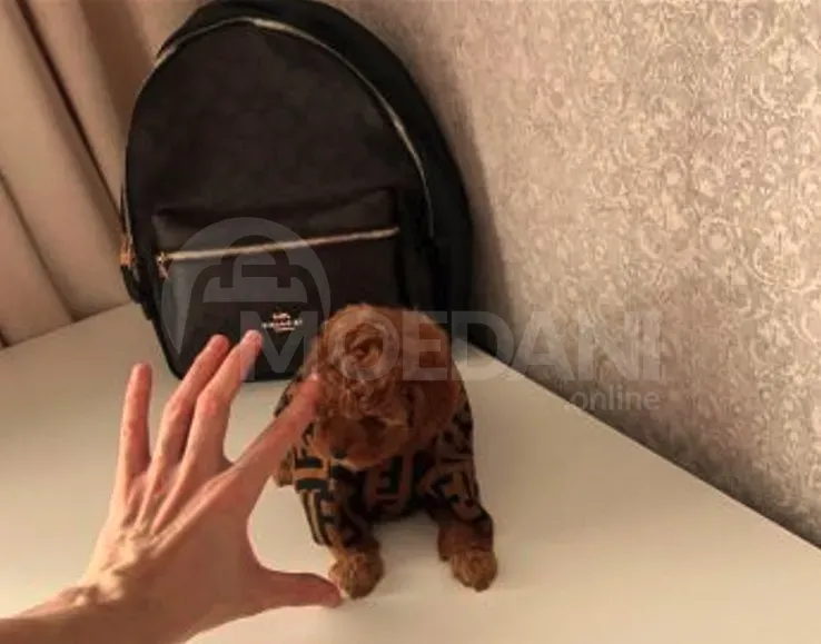 Პუდელი თბილისი - photo 1