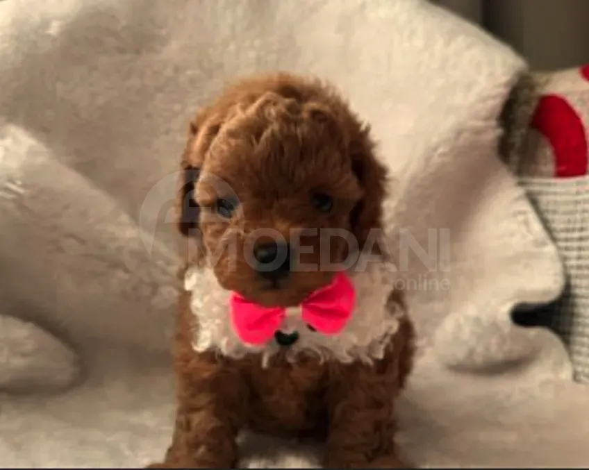 Პudel(той) Тбилиси - изображение 1