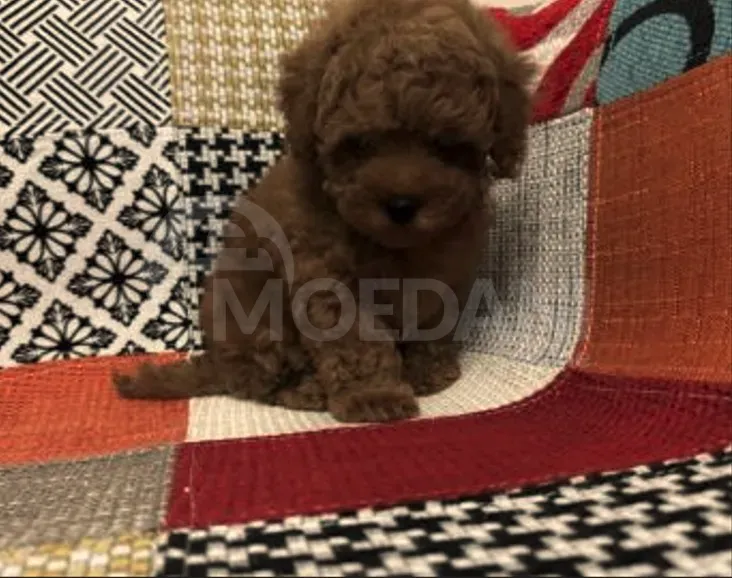 Პudeli (toi) Tbilisi - photo 2