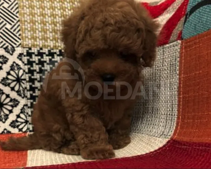 Პudeli (toi) Tbilisi - photo 1