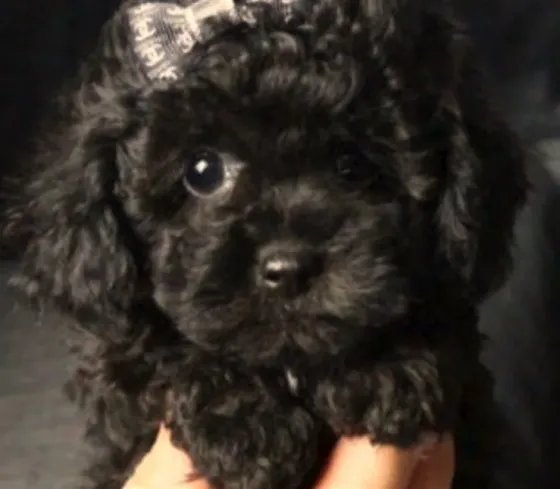 Მინი პუდელი mini poodle თბილისი