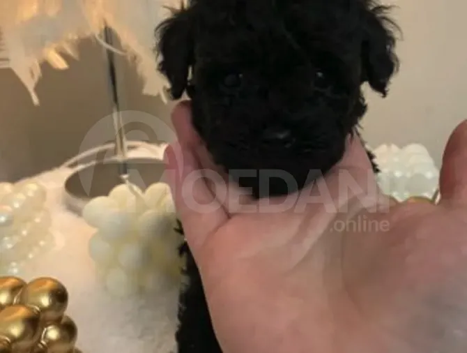 Მინი პუდელი mini poodle Tbilisi - photo 2