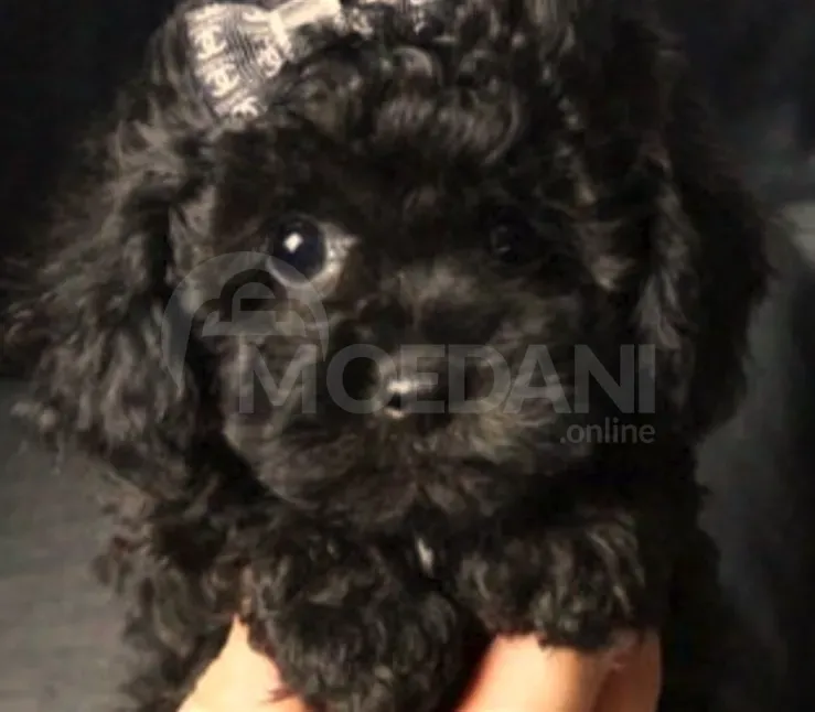 Მინი პუდელი mini poodle თბილისი - photo 1