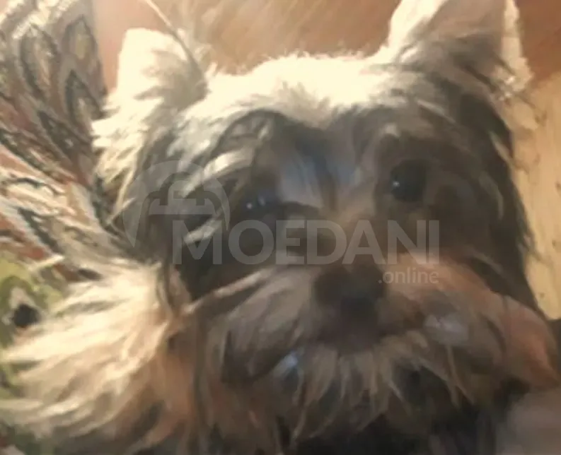 Იყიდება იორკის ლეკვები თბილისი - photo 1