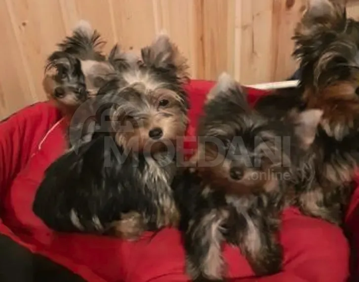 Იყიდება იორკის უსაყვარლესი ლეკვები თბილისი - photo 3