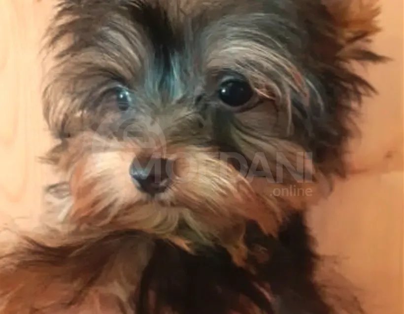 Продаются красивые щенки йорка Тбилиси - изображение 1