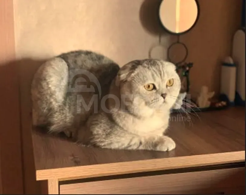 Scottish Fold and Straight Tbilisi - photo 4