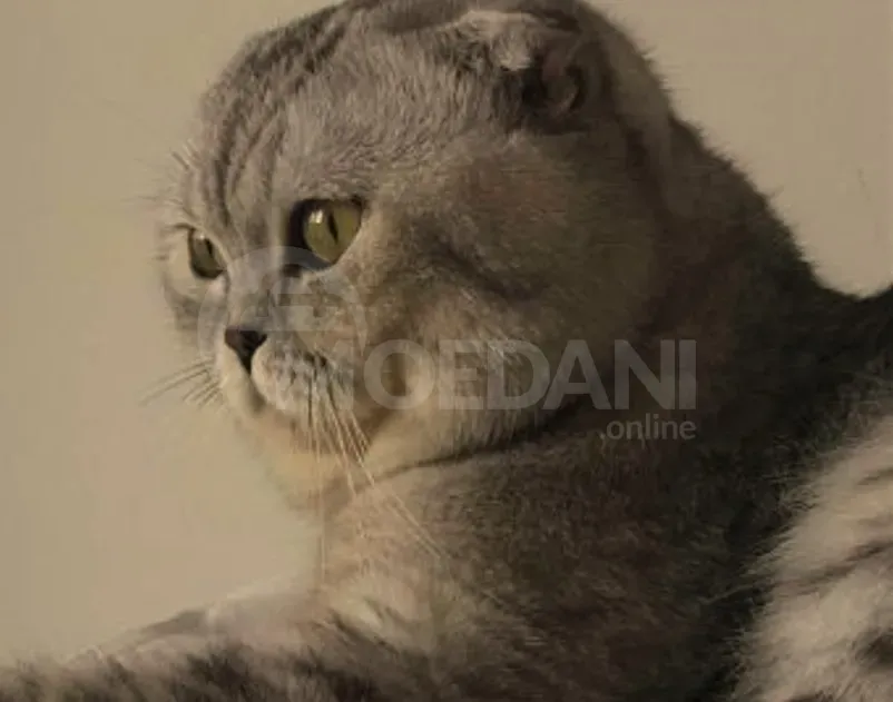 Scottish Fold and Straight Tbilisi - photo 5