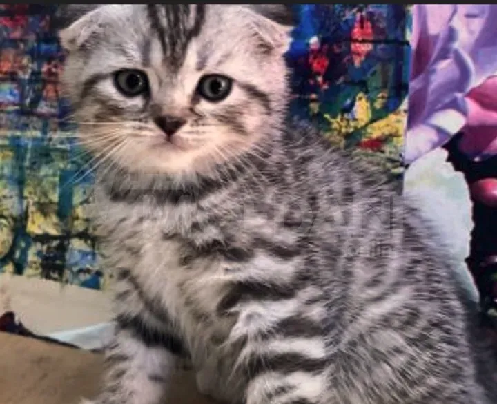 Scottish Fold and Straight Tbilisi - photo 2