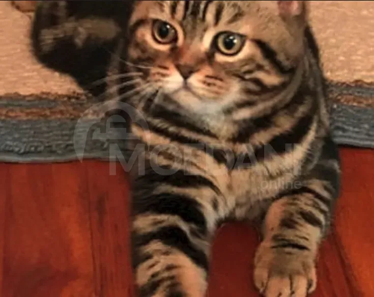 Scottish Fold and Straight Tbilisi - photo 3