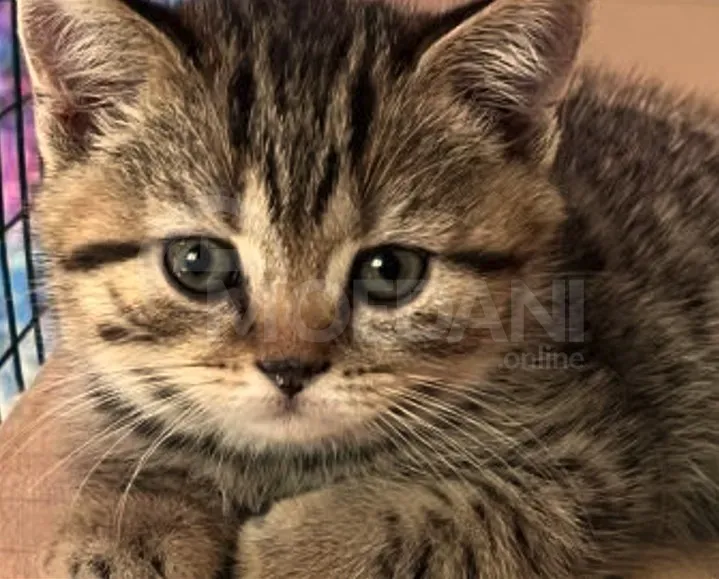 Scottish Fold and Straight Tbilisi - photo 1