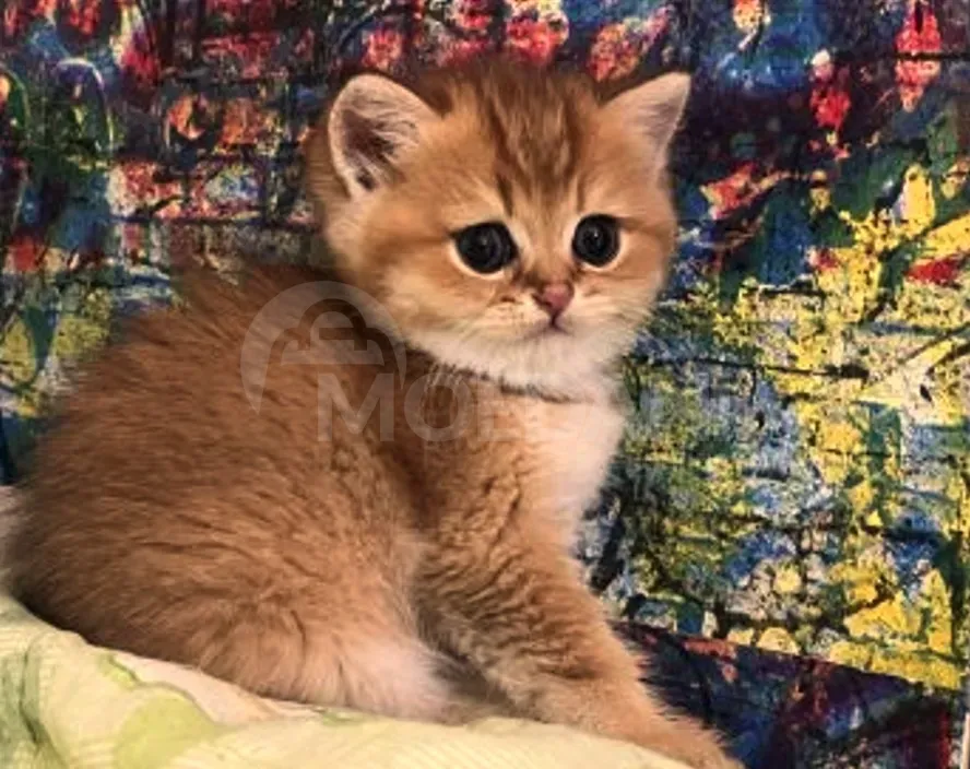 Golden British chinchilla Tbilisi - photo 2