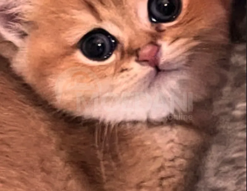 Golden British chinchilla Tbilisi - photo 1