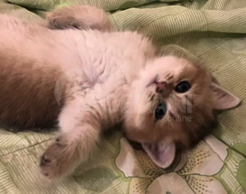 Golden British chinchilla Tbilisi - photo 4