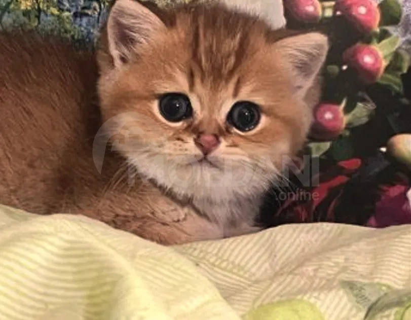 Golden British chinchilla Tbilisi - photo 3