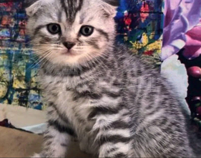 Scottish Fold Tbilisi - photo 2