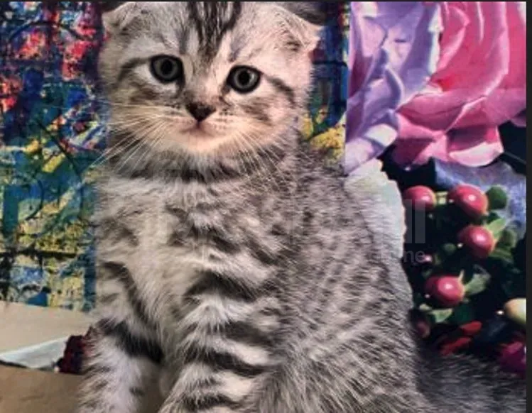 Scottish Fold Tbilisi - photo 1