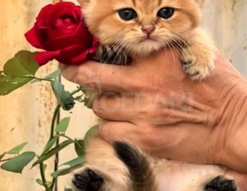 Ritanian golden chinchilla Tbilisi - photo 1