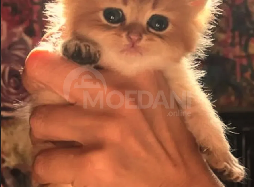 Ritanian golden chinchilla Tbilisi - photo 2