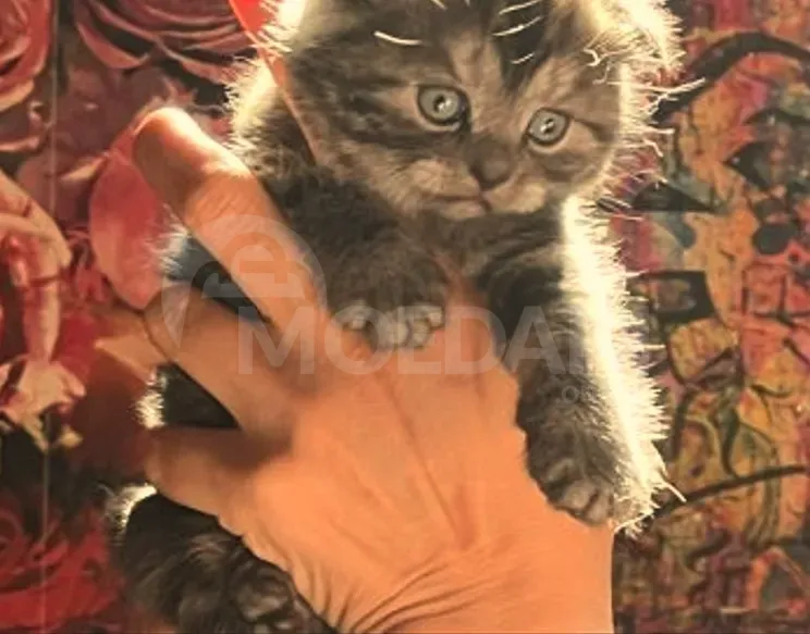 Scottish fold, straight Tbilisi - photo 2