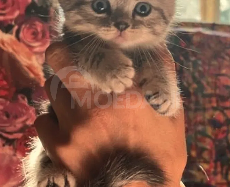 Scottish fold, straight Tbilisi - photo 1