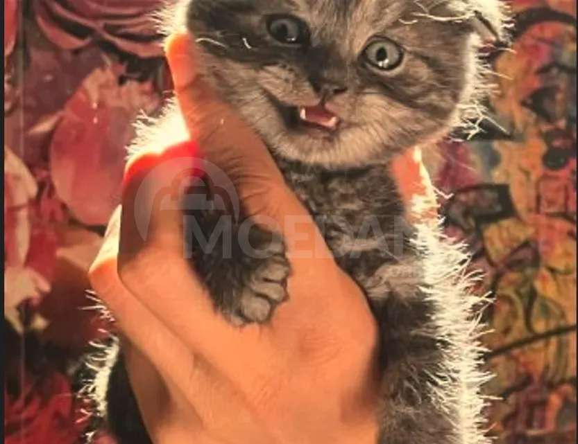 Scottish fold, straight Tbilisi - photo 3