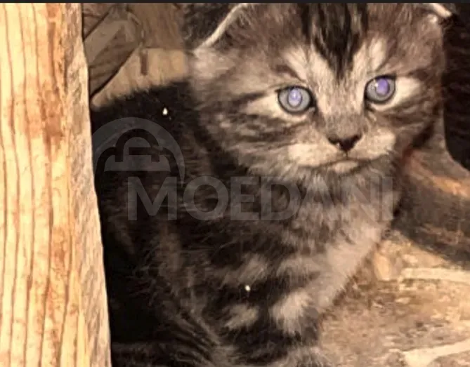 Scottish Tbilisi - photo 1