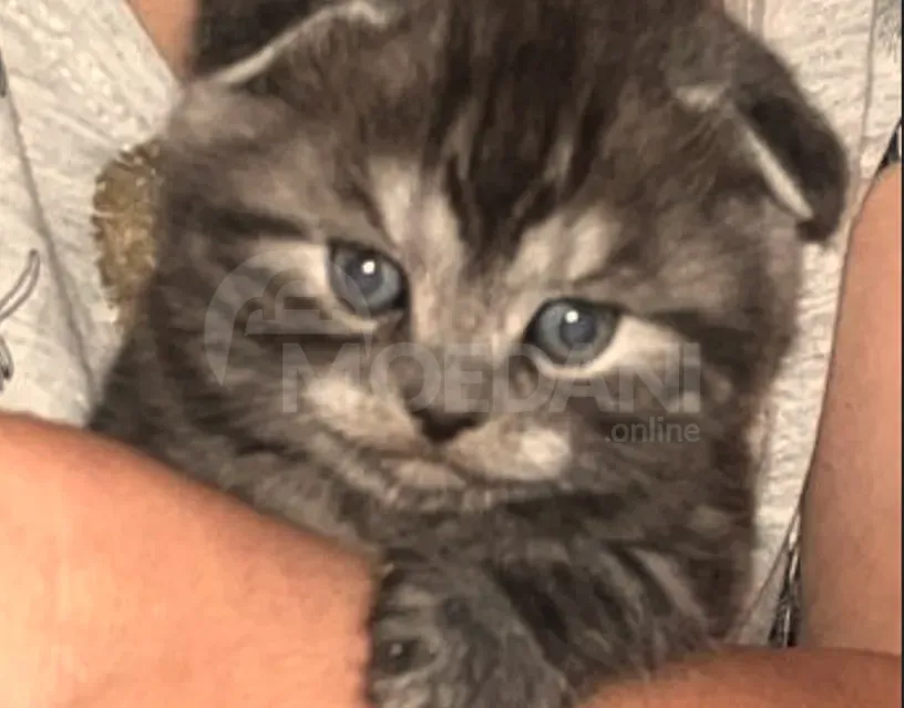 Scottish Tbilisi - photo 2