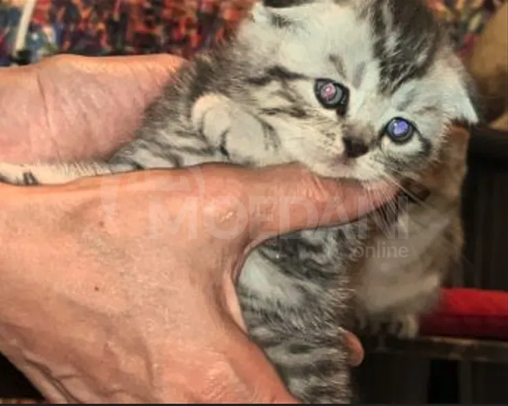 Scottish Tbilisi - photo 4