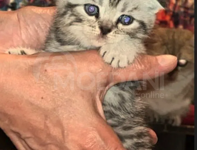 Scottish Tbilisi - photo 3