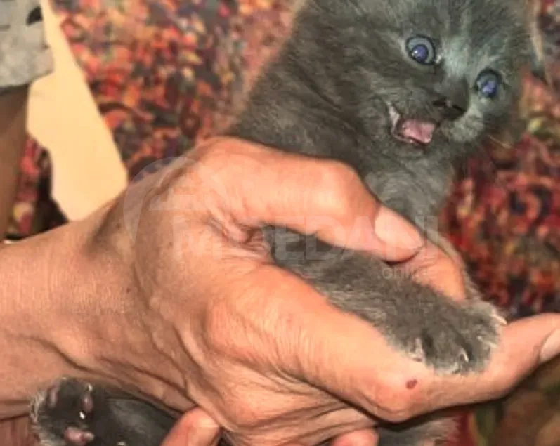 Scottish Tbilisi - photo 5