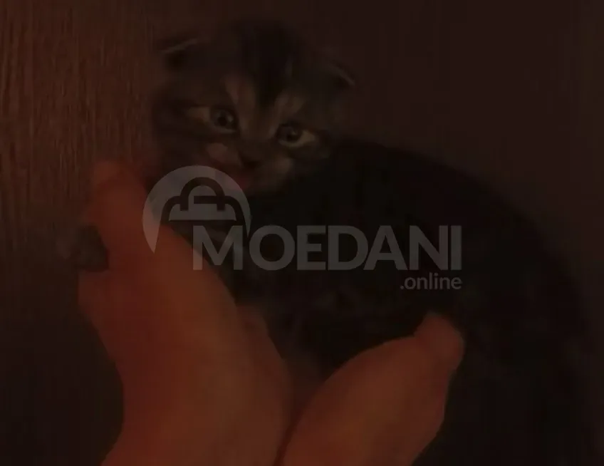 Cat Scottish Tbilisi - photo 2