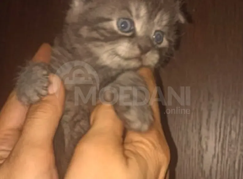 Cat Scottish Tbilisi - photo 1