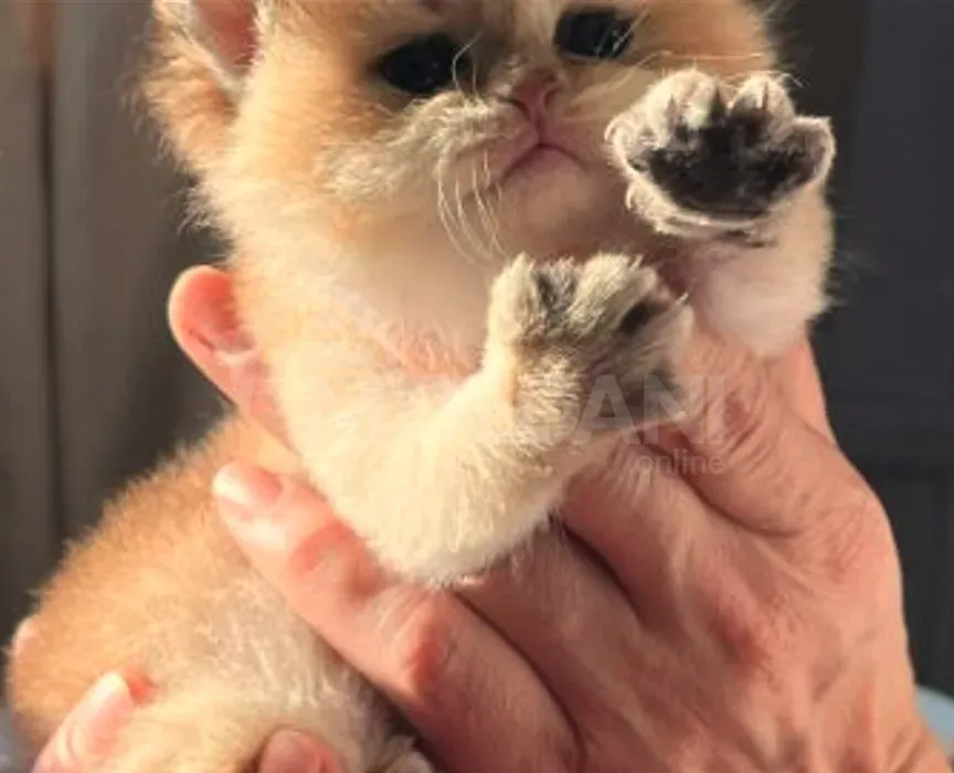 Ბრიტანული შინშილა თბილისი - photo 1