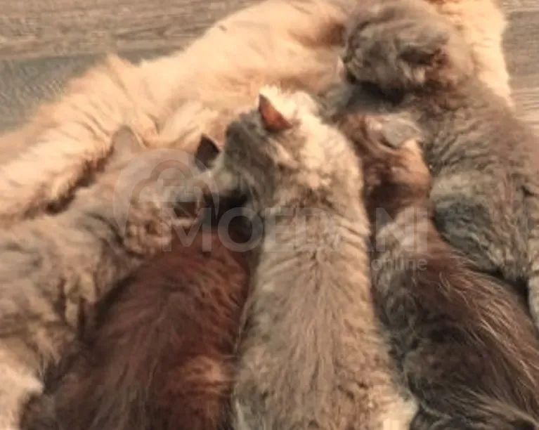 Ritanian cat Tbilisi - photo 4