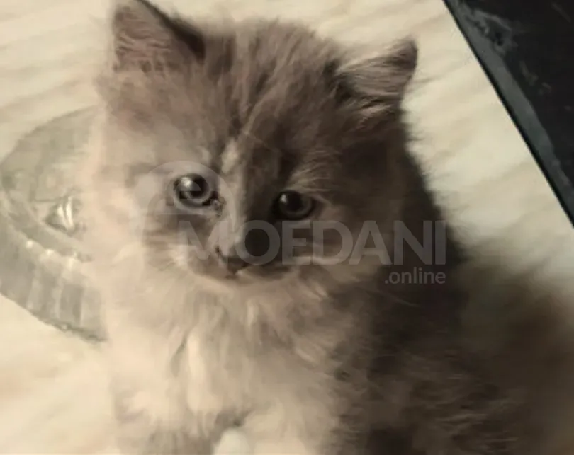 Ritanian cat Tbilisi - photo 5