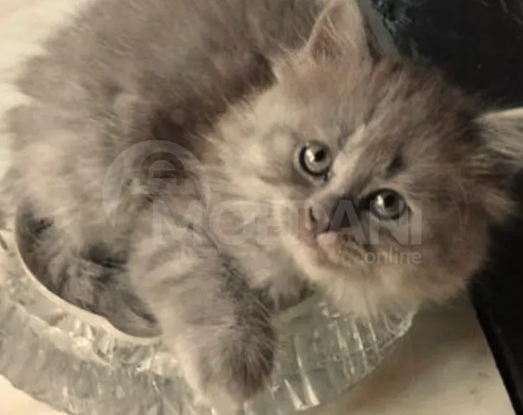 Ritanian cat Tbilisi - photo 3