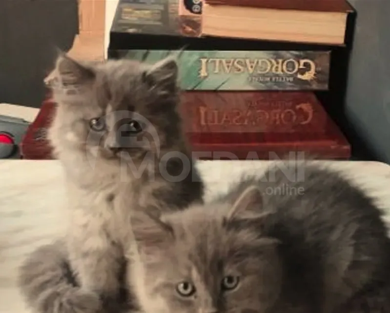 Ritanian cat Tbilisi - photo 1