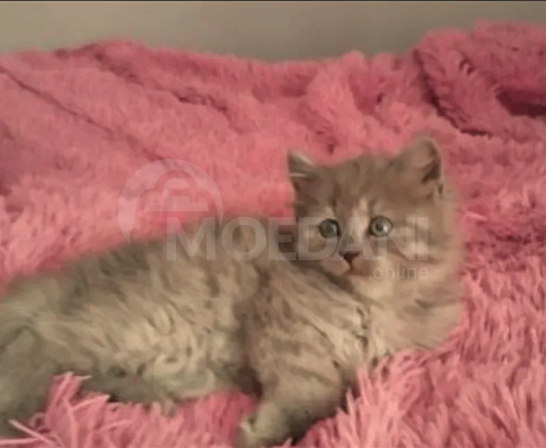 British Tbilisi - photo 2