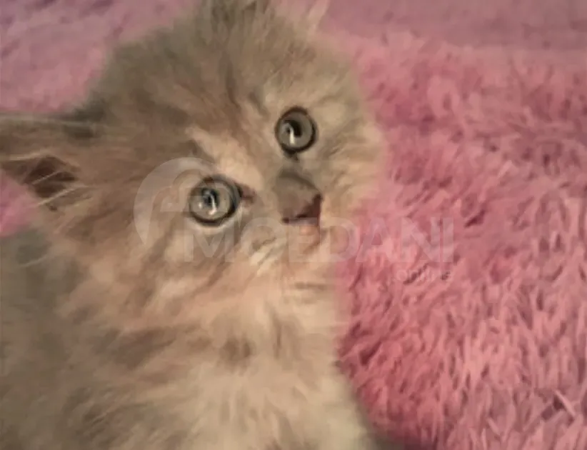 British Tbilisi - photo 1