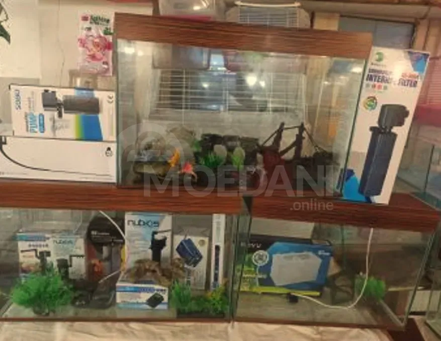 Აკვარიუმი თბილისი - photo 6