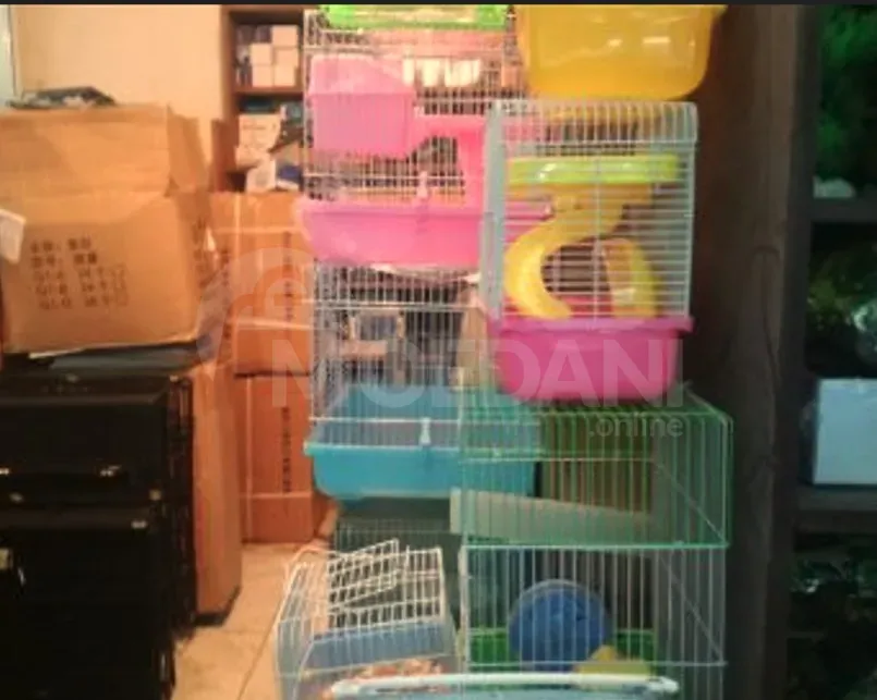 Ჯუჯა ზაზუნები თავისი გალიებით თბილისი - photo 3