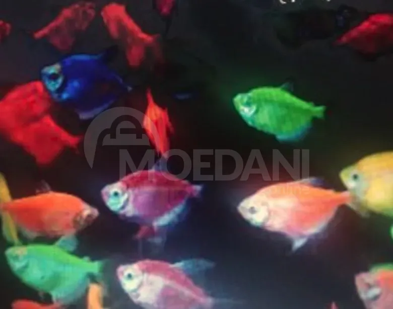 Большой выбор рыбы Тбилиси - изображение 1