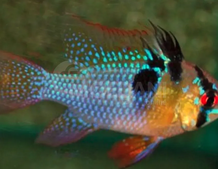 Рыбы и аквариумы Тбилиси - изображение 4