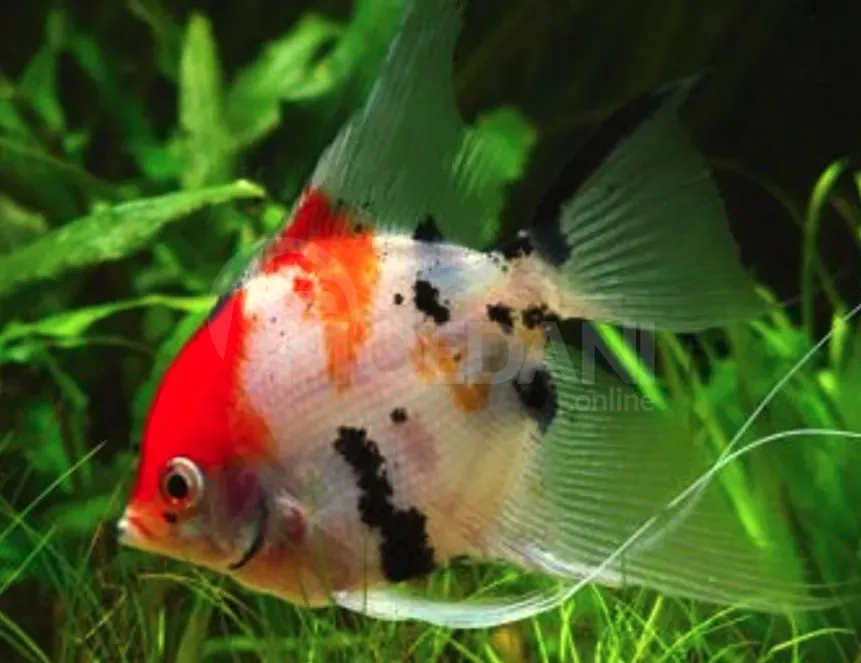 Рыбы и аквариумы Тбилиси - изображение 5