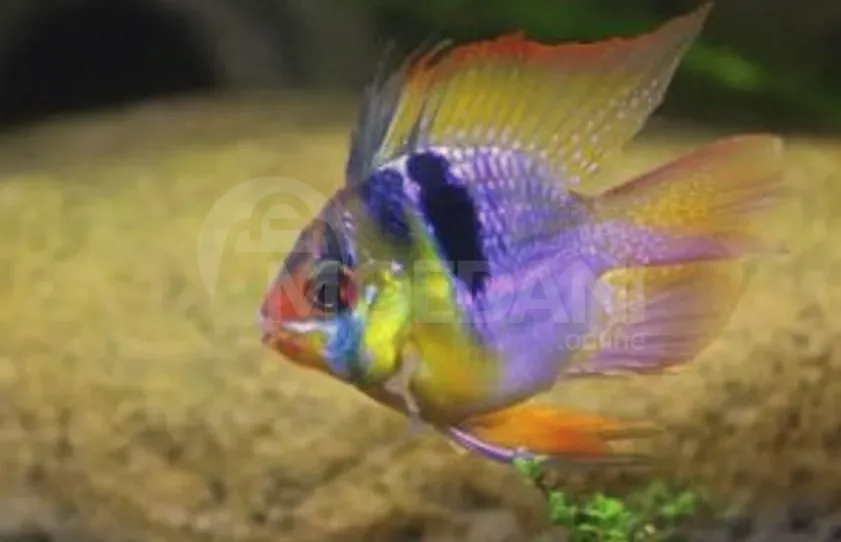 Рыбы и аквариумы Тбилиси - изображение 1