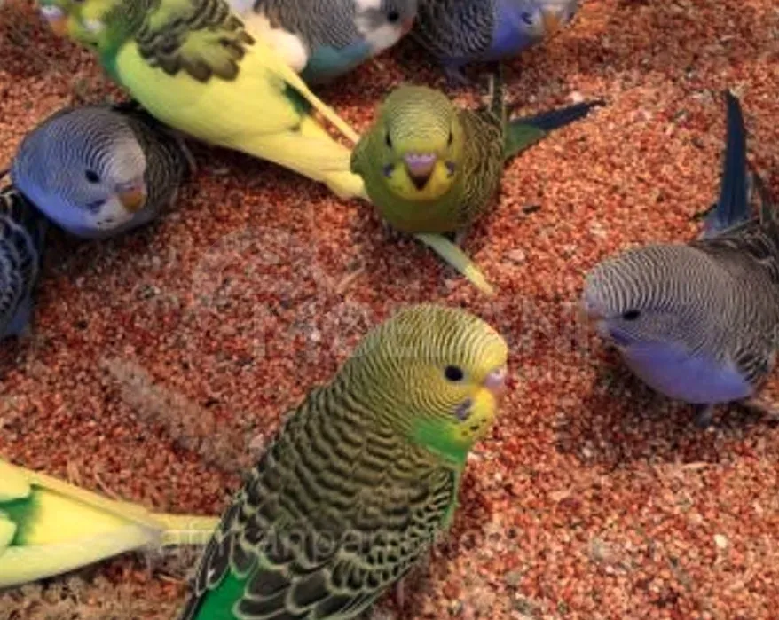 Летучие мыши-попугаи Тбилиси - изображение 1