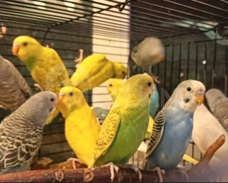 Летучие мыши-попугаи Тбилиси - изображение 2